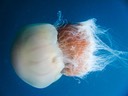 A Nomura's jellyfish floats off